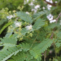 Albizia odoratissima (L.f.) Benth.